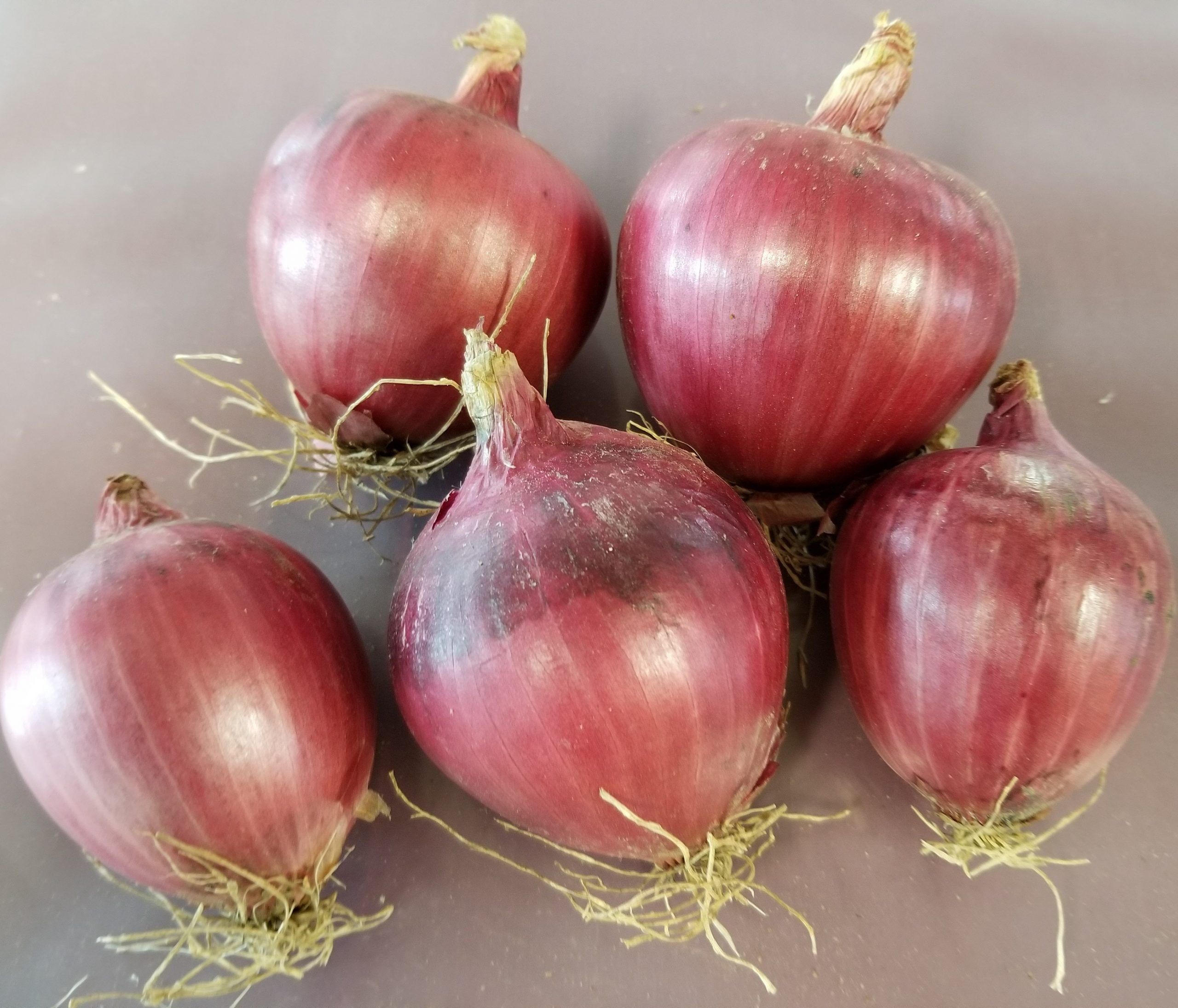 Onion Bennie's Red #2053