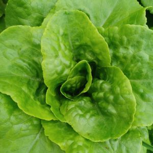 Lettuce Gourmet Lettuce Mix #5018