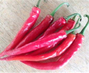 Cayenne - Ring of Fire Pepper Seeds