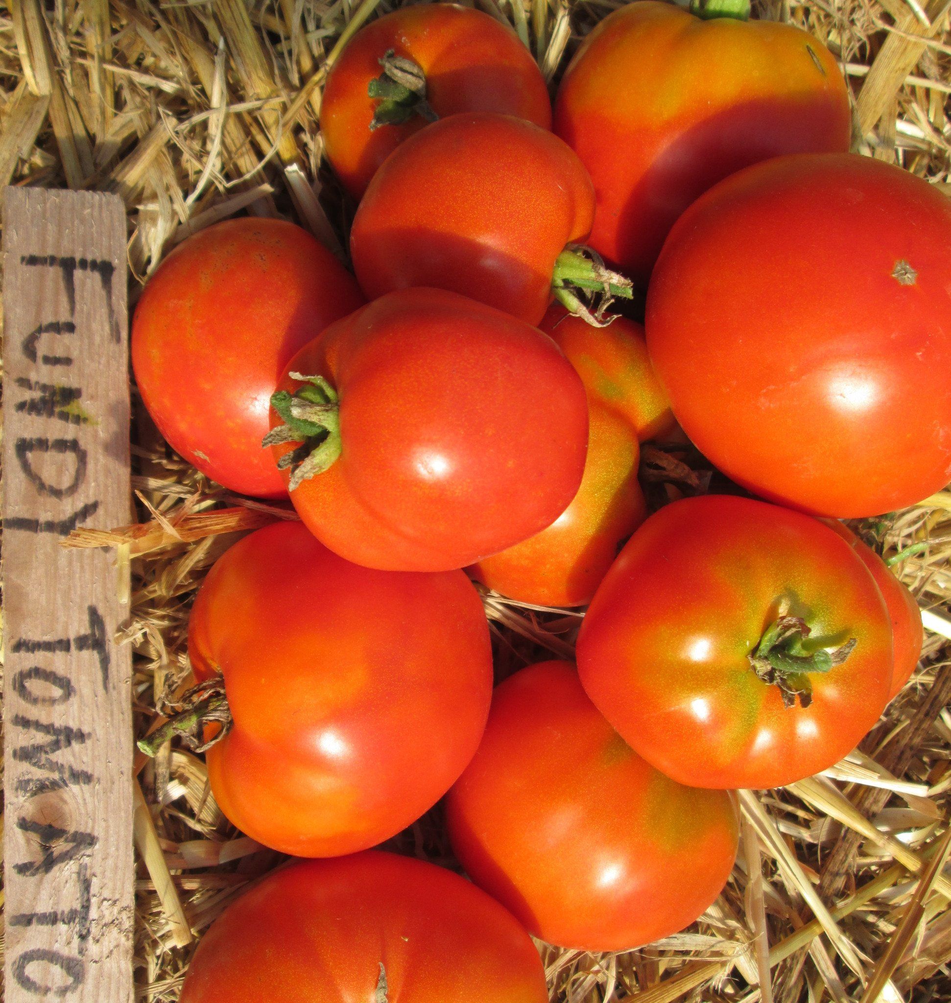 4 Pack Tomato transplant Fundy