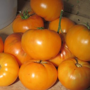 Tomato Mennonite Orange