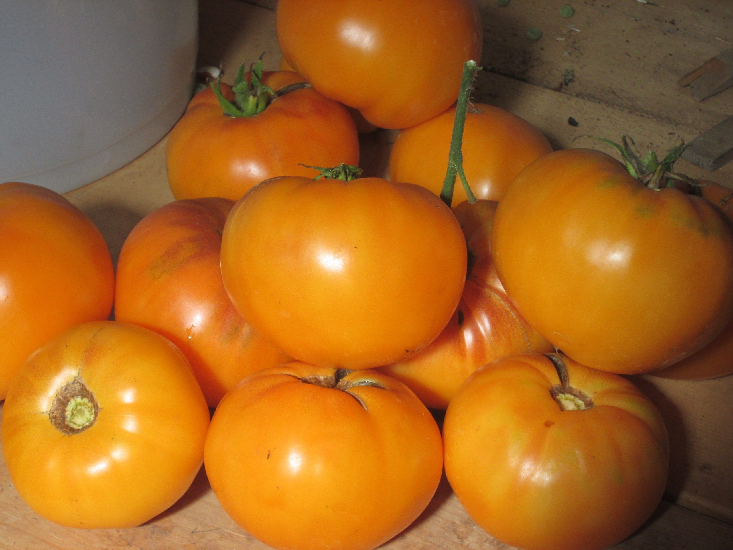 4 Pack Tomato transplant Mennonite Orange