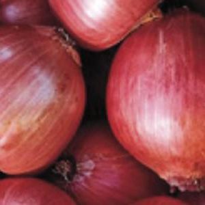 Onion Rossa di Milano #2061