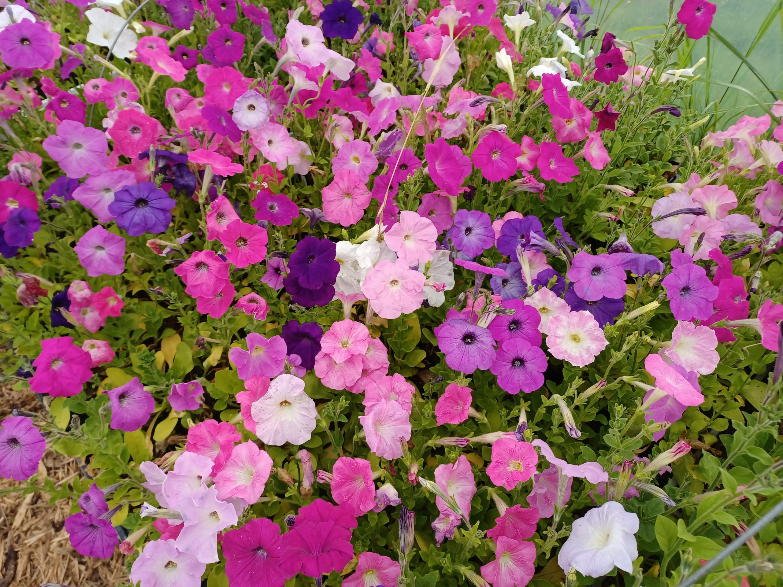 Flower Balcony Mix Petunia #9053