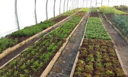 Cochrane Family Farm
