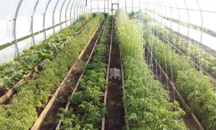 Cochrane Family Farm
