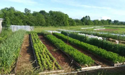 Cochrane Family Farm