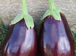eggplantblackbeauty