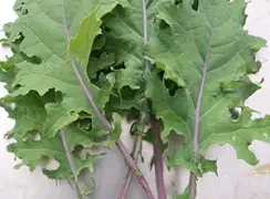 kaleredrussian