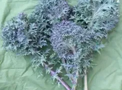 kalerussianfrills