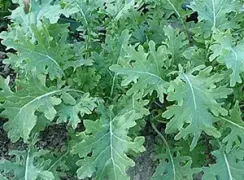 kalewhiterussian