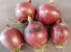 onionbennie-sred