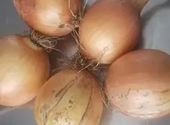 oniondakotatears