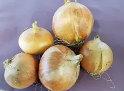 onionnewyorkearly