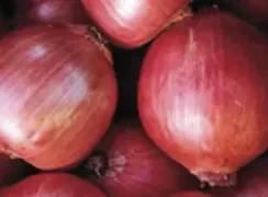 onionrossadimilano