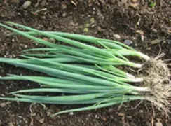 paradebunchingonion