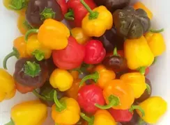 pepperbanglesblend