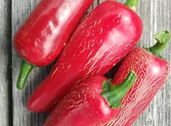 pepperearlyjalapeno