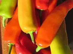 pepperhungarianhotwax