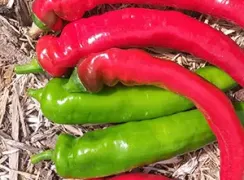pepperjimmynardello