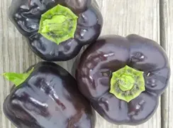 pepperpurplebeauty