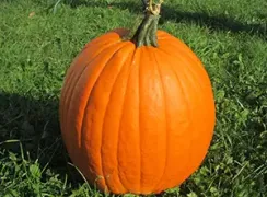 pumpkinhowden