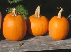 pumpkinnewenglandsugar