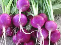 radishplumpurple