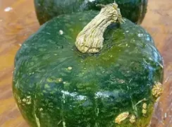 wintersquashburgessbuttercup