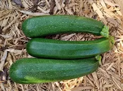 zucchiniblackbeauty