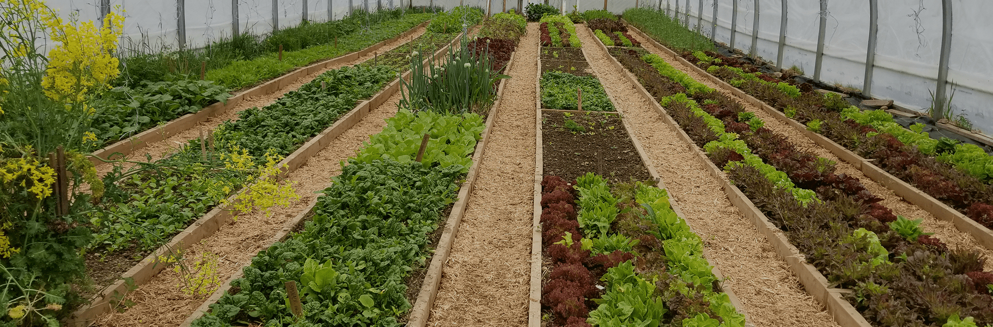 Workshop – Greenhouses/hoophouses 5th May 2024
