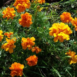Flower Marigold Orange Mix #9016
