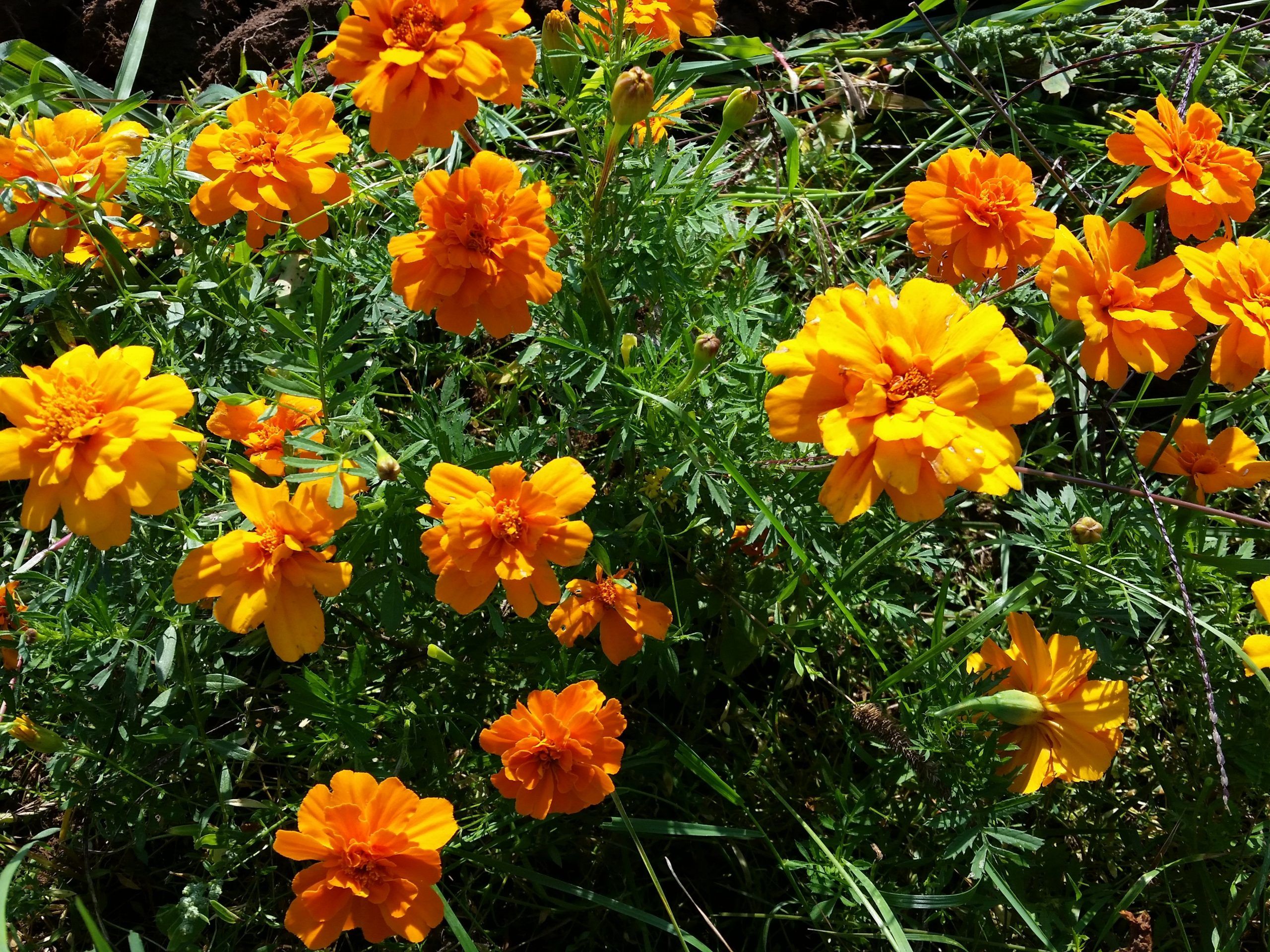 Flower, Marigold, Orange Mix #9016