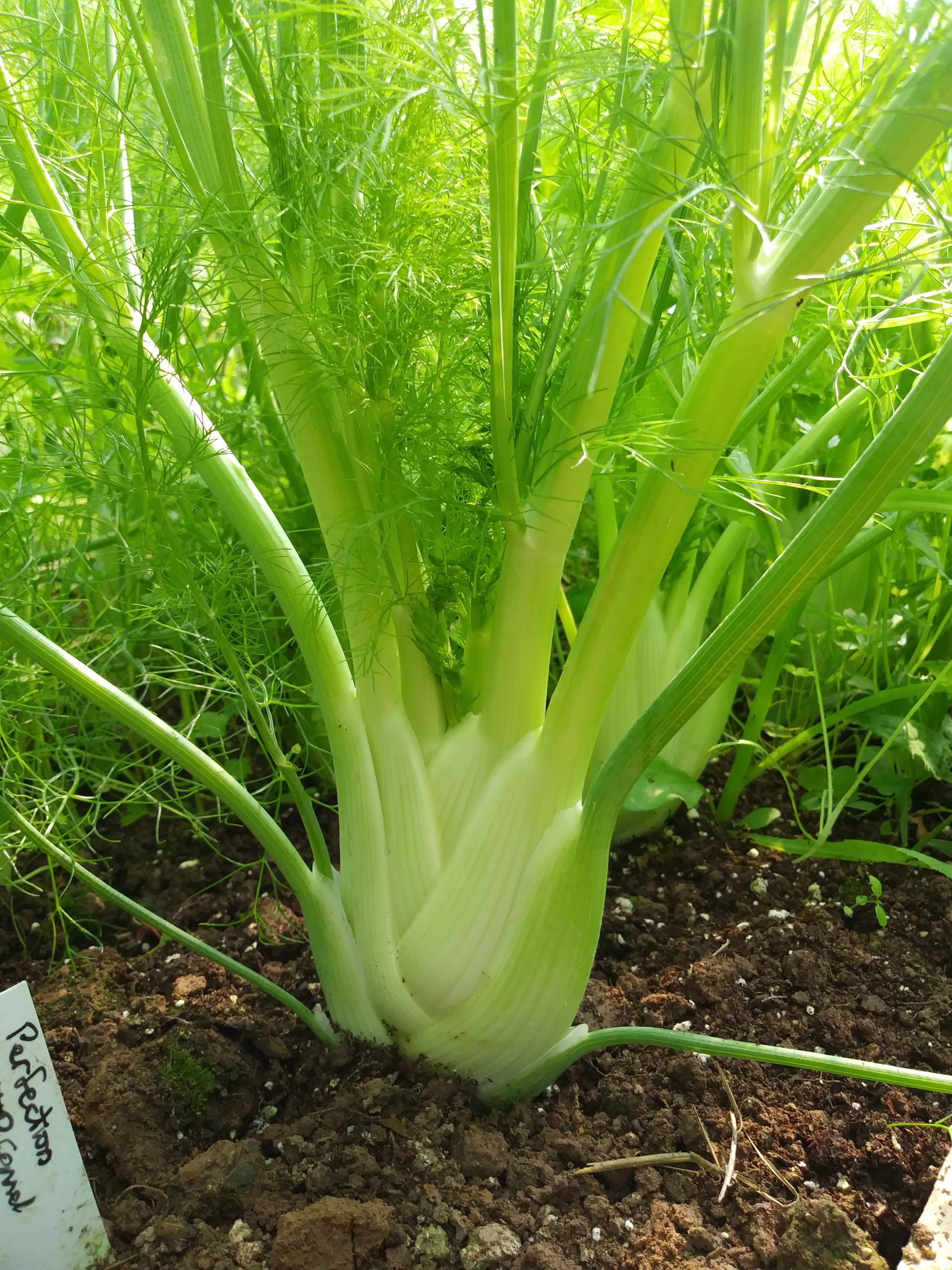 Herb Fennel Perfection #4032