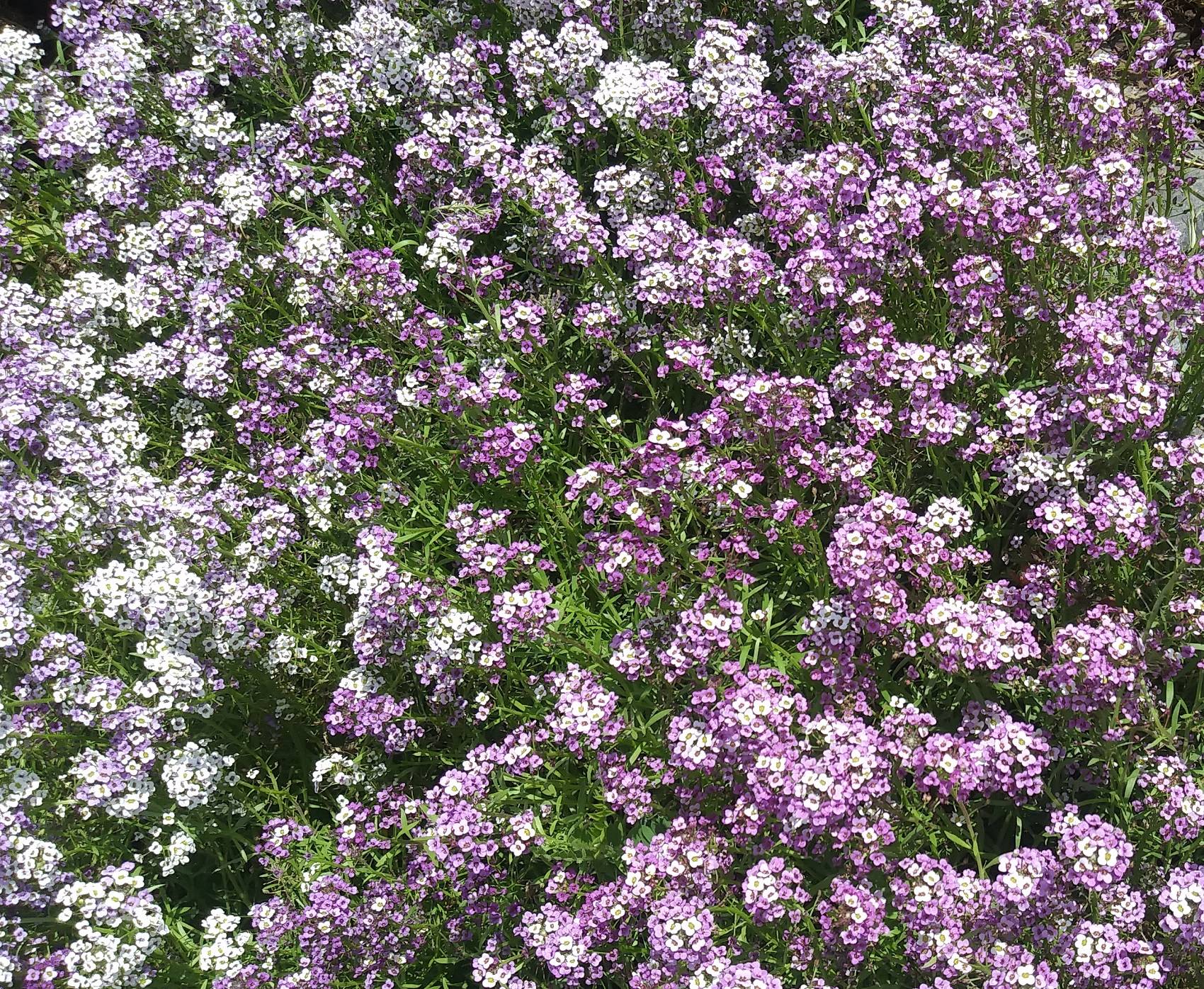 Flower, Alyssum, Dwarf Purple #9035