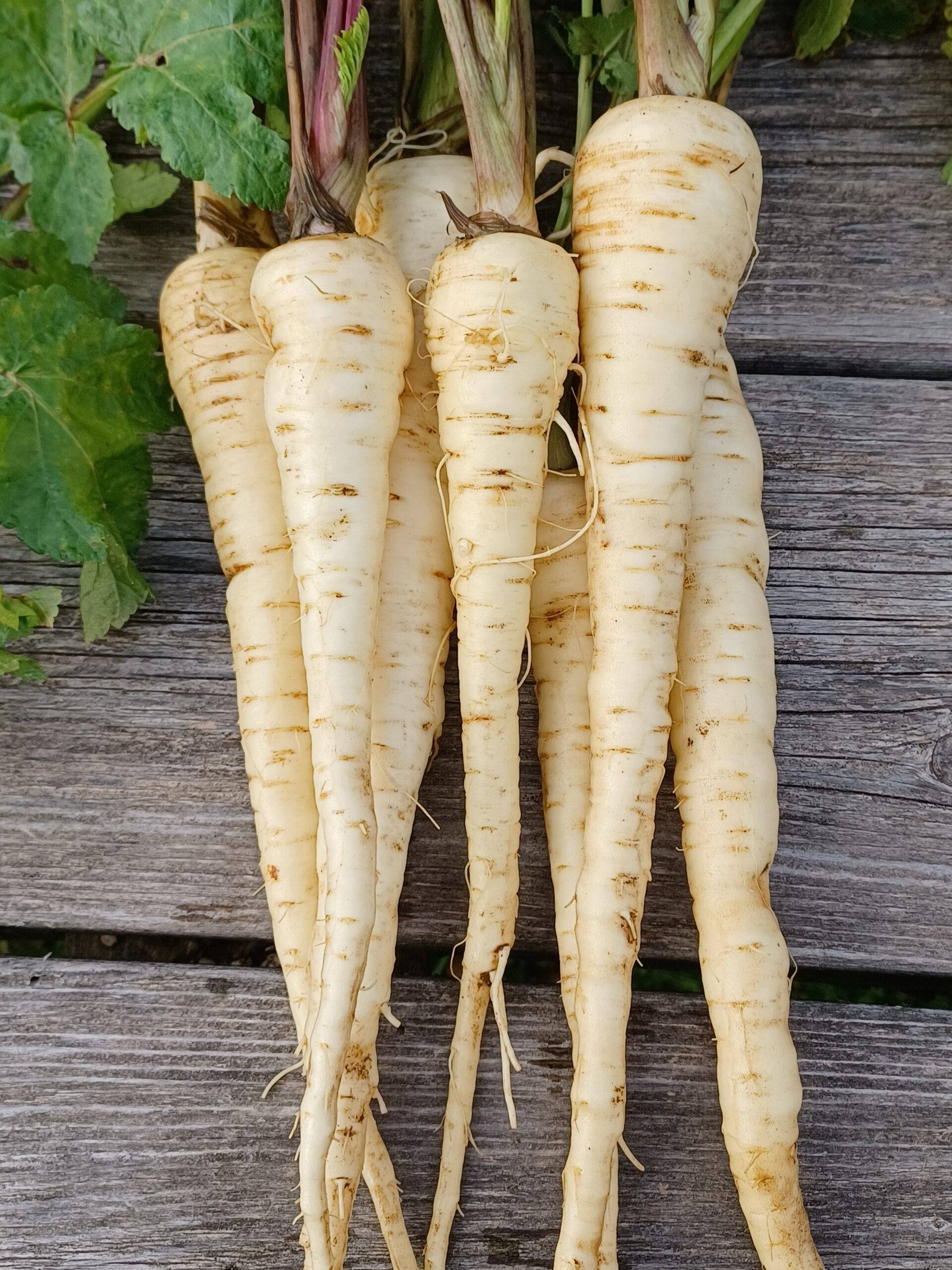 Parsnip, Andover, #2081 Not Available this year!