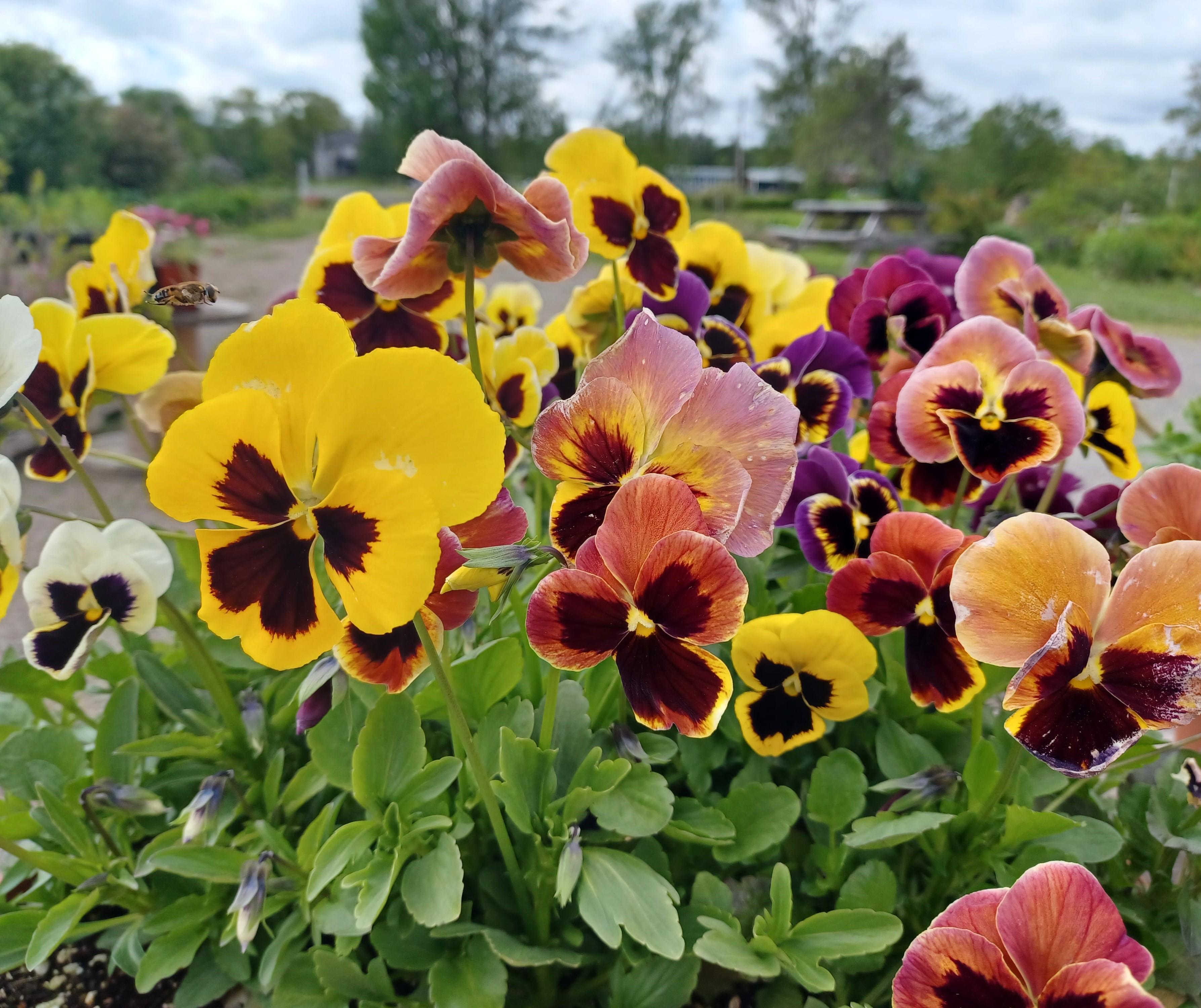 Swiss Giants Pansy