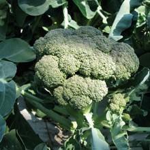 Broccoli, Calabrese #3004