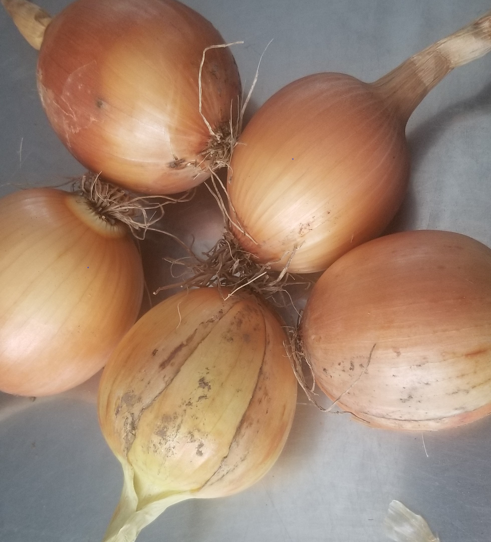 Onion, Dakota Tears #2060