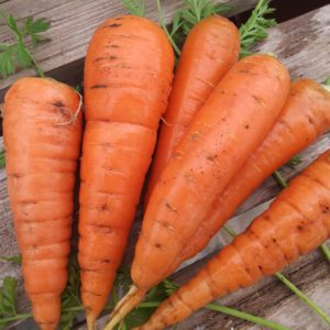 Carrots Danvers #6005
