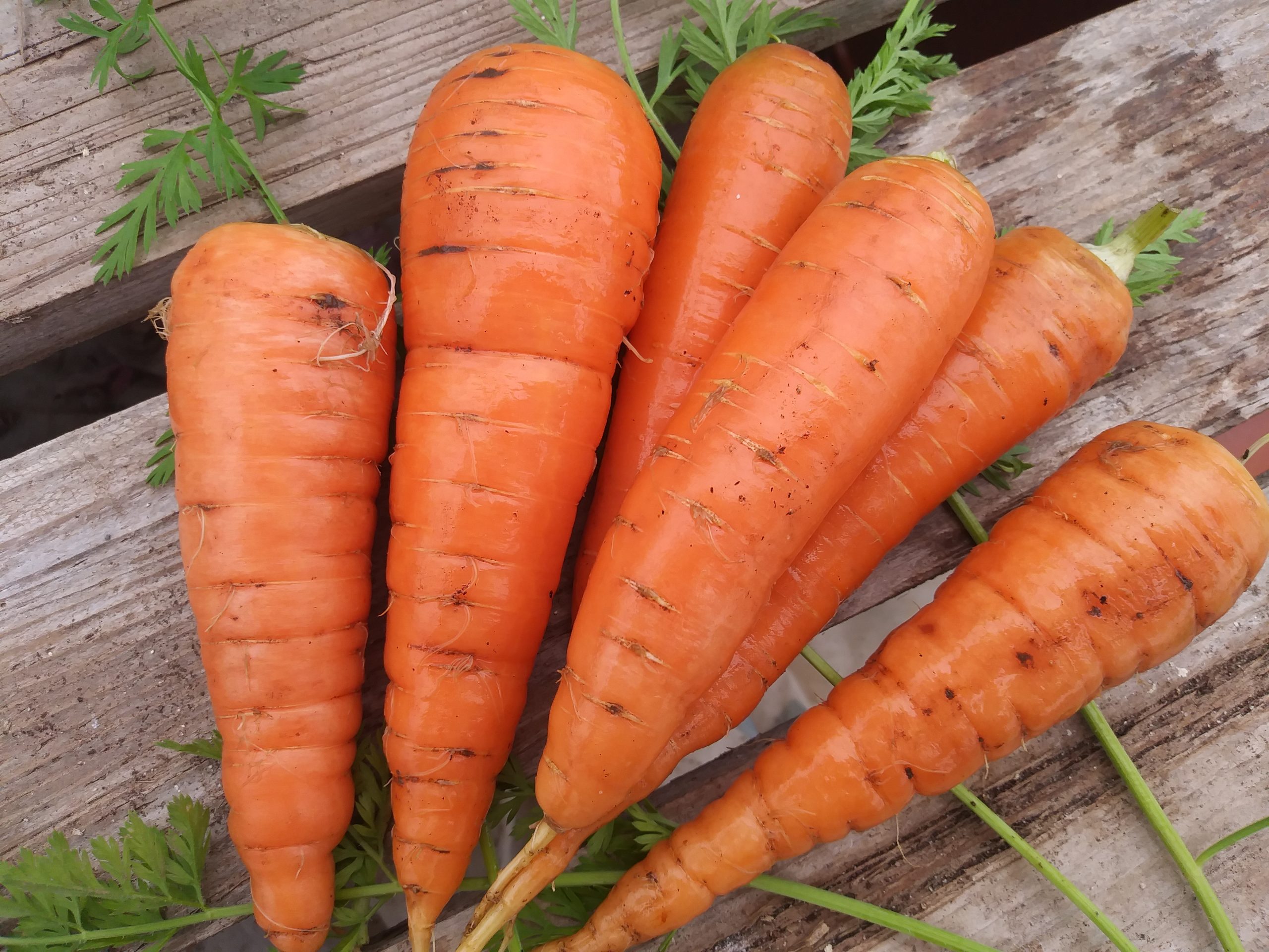 Carrots, Danvers #6005