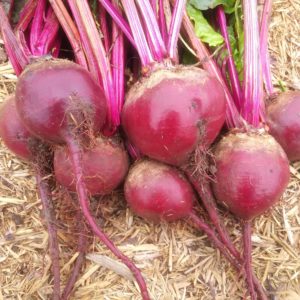 Beets Early Wonder Tall Top #1033