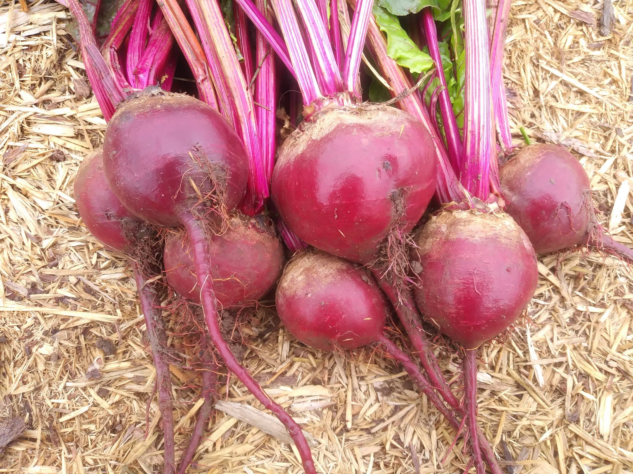 Beets, Early Wonder Tall Top #1033