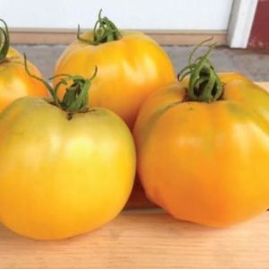 Tomato Golden Jubilee #8034