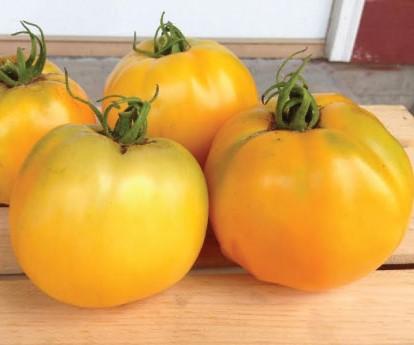 Tomato, Golden Jubilee #8034