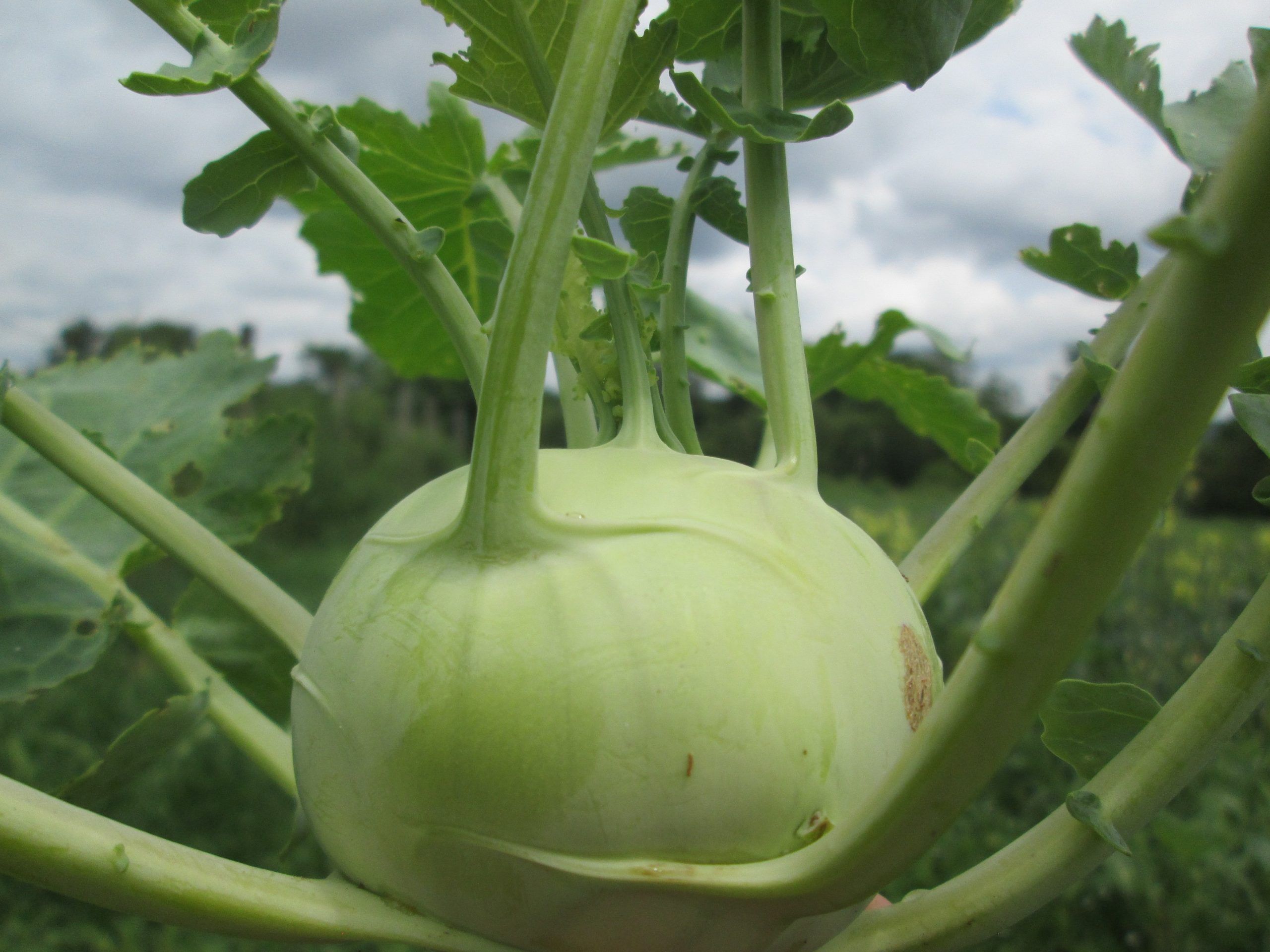 Kohlrabi, Early White Vienna #3015 (Not available this year)