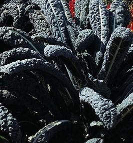 Kale, Lacinato or Black Tuscan #6510