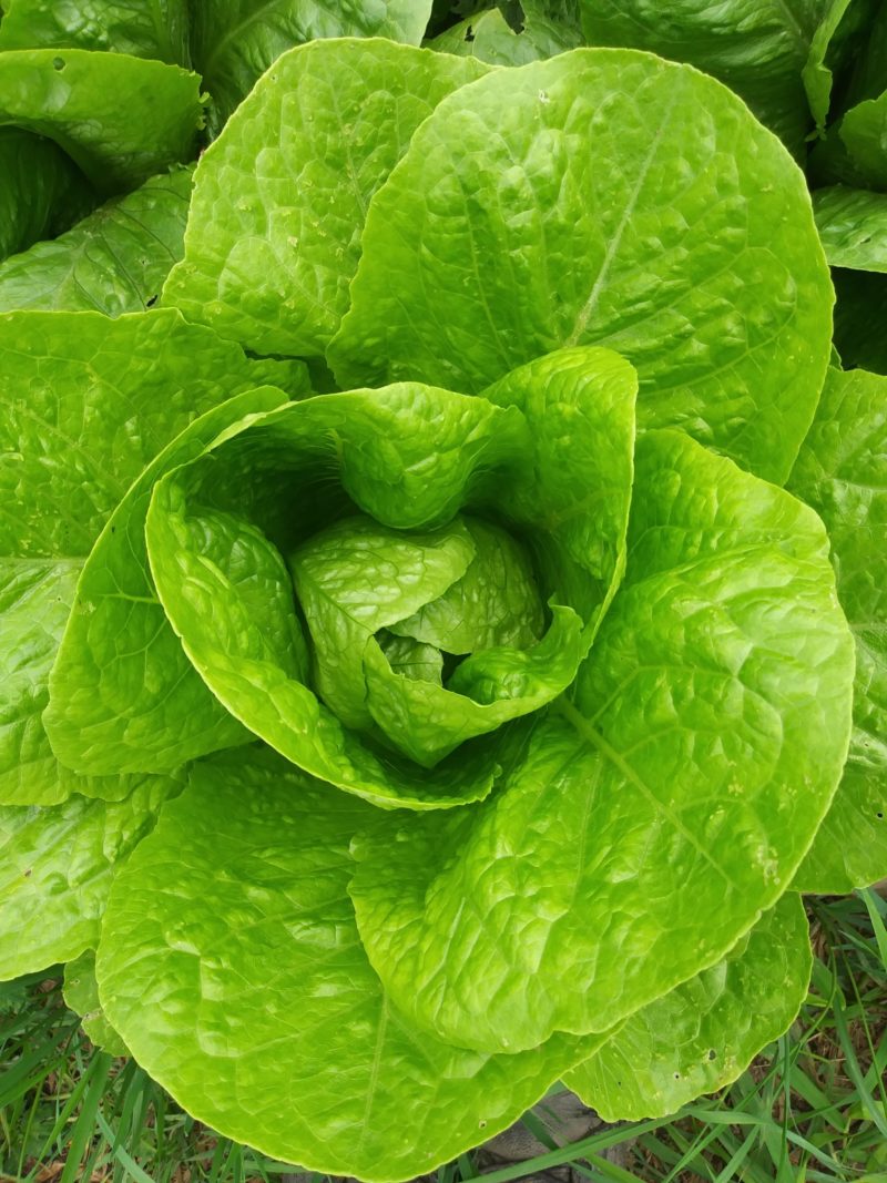 Lettuce, Jericho Romaine #5020