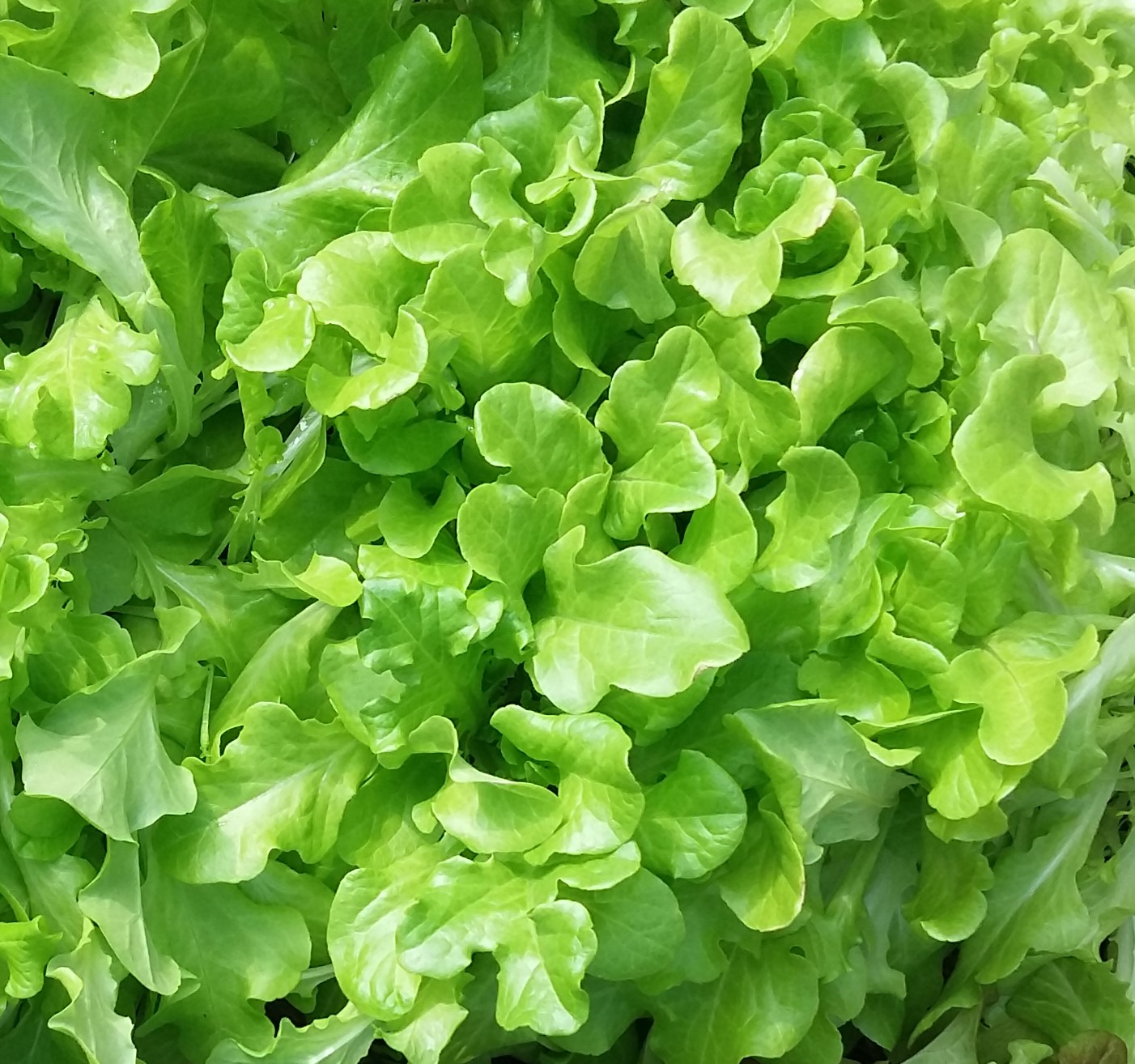 Lettuce Salad Bowl #5032
