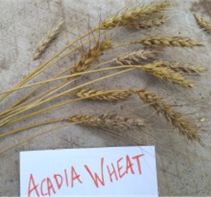 Wheat, Acadia #4046